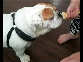 No i didn't have ice cream...