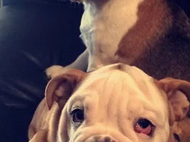 Hi my name is Bruno