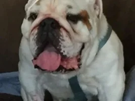 ~Zeuss~English Bulldog Available for Adoption in Ohio