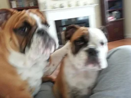 2014 English Bulldog News Beautiful Bullies Calendar: Submit your photos HERE!