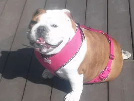~ENTER HERE~ June 2019 Bulldog of the Month ~ FUN IN THE SUN!