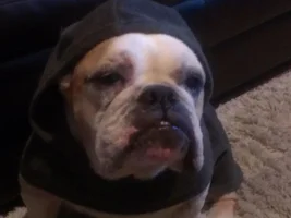 Fromm Family Foods ~ Bulldog Grinch Photo Contest ~