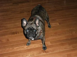 Bantam bulldog