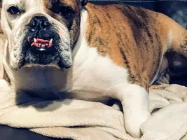 ~Lulu~English Bulldog Available for Adoption in Florida