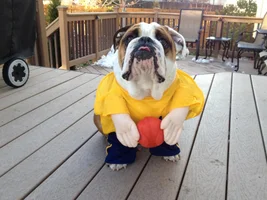 Fromm Family Foods ~ March Madness Bullies w/ Balls Contest! ~ ENTER HERE!