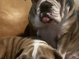 Some advice for our new pup!