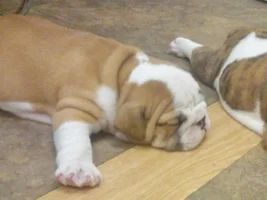 how much a pup should weigh at 4-5 weeks