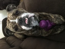When to separate two dogs playing?
