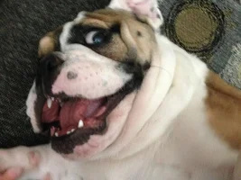 ~ENTER HERE~ October Bulldog of the Month ~ Toofs & Fangs Contest!