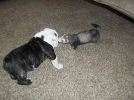 English Bulldogs Meeting New Friends