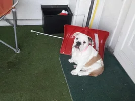 2 of our bullies want to kill each other!!!