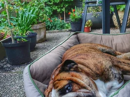 Need Gardening HELP Please