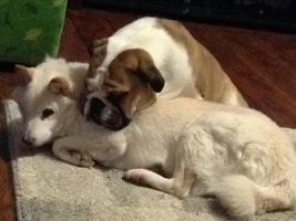 Brie showing Hunter who is boss..lol
