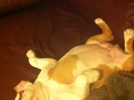Is it a bulldog thing or I have just gotten lucky?