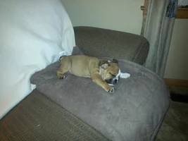Hello Everyone - our newest family member Radar
