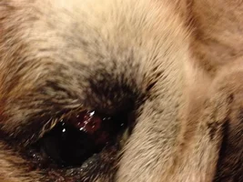 I sent an email to the long island bulldog rescue