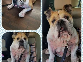 ~Boomer~English Bulldog Available for Adoption in Oklahoma