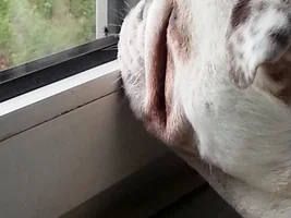 won't hurt a fly