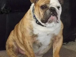 Our bulldogs~ Then and Now