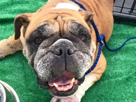 ~Rosemary~ English Bulldog Available for Adoption in Texas