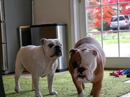 10yr old female Bulldog suddenly sick (vet can't find any issues)