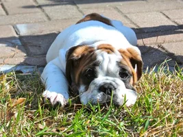 How are the puppies doing?
