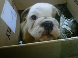 Our bulldogs~ Then and Now