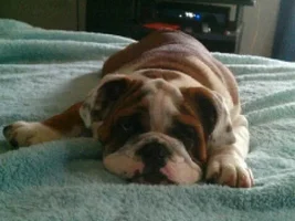 Angus is tired....