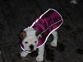 ENTER HERE ~ Bulldog Halloween Costume Contest