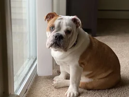 My Bulldog Walter may be sick please guide me