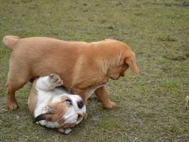 Murray and his new (non-bully) friend Roy