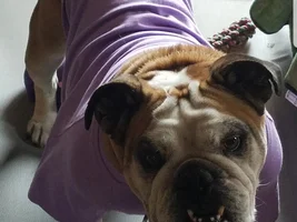 Let’s see those bully faces!