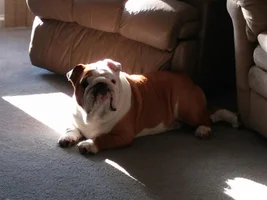 July 2014 Bulldog of the Month Contest ~ENTER HERE~