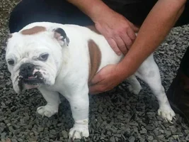 Norman~~In Foster Care and Needs Your Help