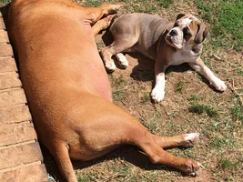 Bella and big brother Tyson and big sister Roxy