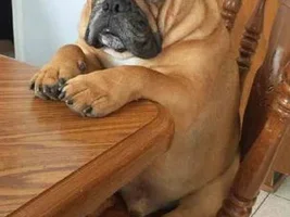 Need to put very elderly English Bull Dog to sleep ...