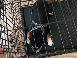 Help... Defecating in crate at night :(