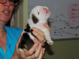 Our New addition we Named Primrose or Rosie.