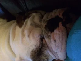 What has your dog done to make you proud today?