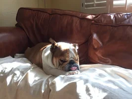 Harvey in deep prayer for more treats
