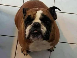 ~Titus~ English Bulldog Available for Adoption in New York