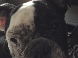 ~ENTER HERE~ Fromm Family Foods Annual "Bulldogs Gone Wild" Contest