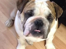 ~Oliver Ray~ English Bulldog Available for Adoption in Texas