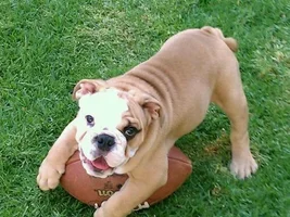 2014 English Bulldog News Beautiful Bullies Calendar: Submit your photos HERE!