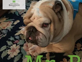 ~Mr B~English Bulldog Available for Adoption in Oregon