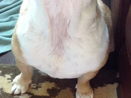 Neck fold irritation