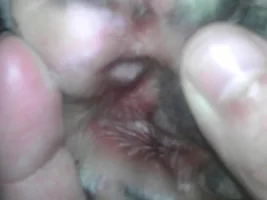 Concern about my bulldog