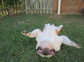 Upside Down Bullies