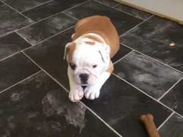 Your Bully's First Day Home!