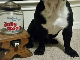 Our bulldogs~ Then and Now